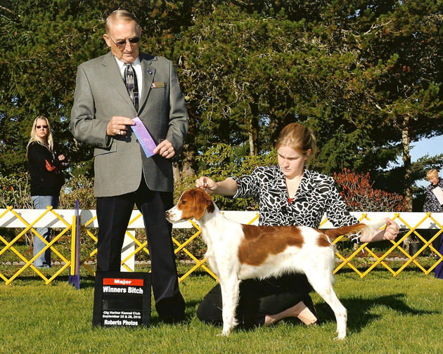 Irish Red and White Setter: Arin on point